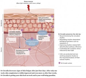 B-Circadin - Mechanism of action