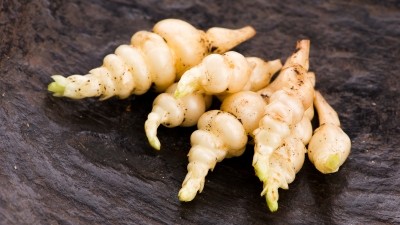 South Korean researchers have discovered the tyrosinase-inhibiting effect of Chinese artichoke extract fermented with lion’s mane mushroom mycelia and its isolated compound acteoside. ©Getty Images