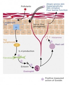 Eosidin - Mechanism of action