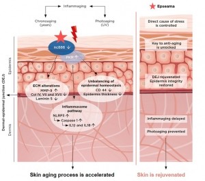 Epseama - Mechanism of action