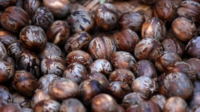Researchers note that green extraction retains the purities of content in rubber seeds for optimal skin care formulations © Getty Images