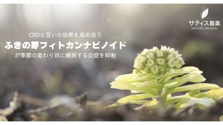 Butterbur bud phytocannabinoids have been found to exert a CBD-like effect, particularly in anti-inflammation. ©Saticine Medical 