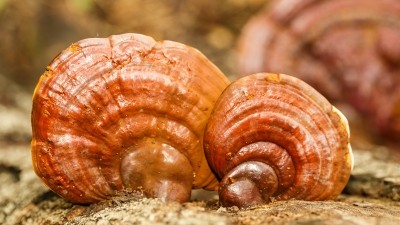 A protein extracted from Ganoderma lucidum has been found to possess antioxidant effects and whitening potency similar to that of vitamin C and arbutin. ©Getty Images