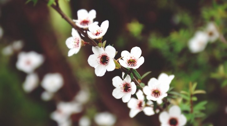 A New Zealand firm has identified potent antibacterial properties in manuka leaf extract. [Getty Images]