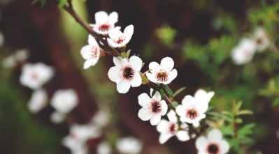 A New Zealand firm has identified potent antibacterial properties in manuka leaf extract. [Getty Images]