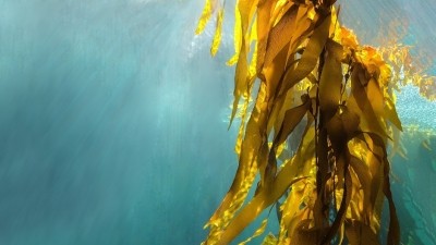 There is a gap in the market for skin microbiome solutions to help treat atopic dermatitis. [Getty Images]