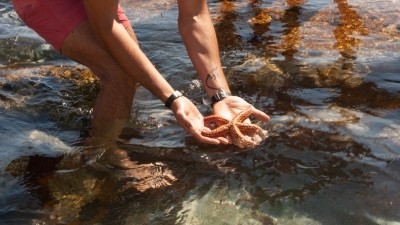 Commercial opportunity for NZ collagen skin cream farmed from starfish fuelled by demand in Asia © Getty Images
