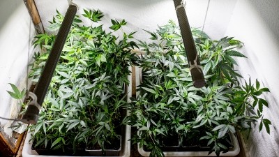 Negative perception of hemp among South Koreans is said to be the biggest setback to growth of CBD cosmetics. ©Getty Images