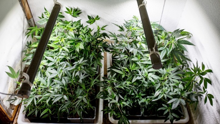 Negative perception of hemp among South Koreans is said to be the biggest setback to growth of CBD cosmetics. ©Getty Images