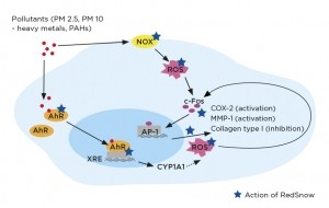 RedSnow - Mechanism of action