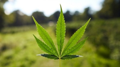 An extract derived from hemp leaves has shown potential in preventing and reversing photoageing. ©Getty Images