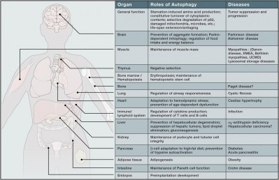 Why autophagy is essential for cells and cosmetics applications